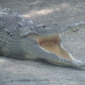 American Crocodile