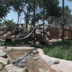 chimpanzee exhibit