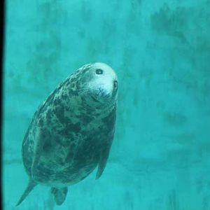 gray seal
