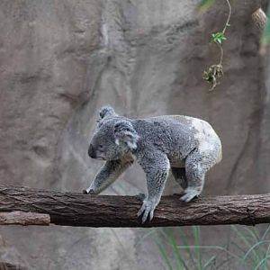 koala walking