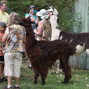 docents with alpaca and llama