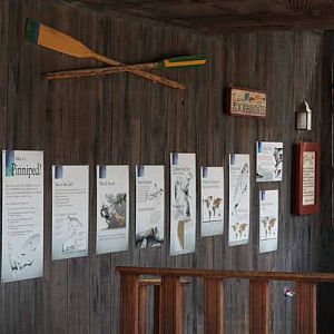 seal and sea lion graphics