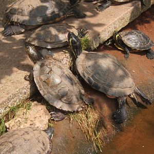 Mixed Turtle and Terrapin exhibit
