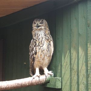 Bengal Eagle Owl