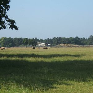 View from entrance towards Elephant House