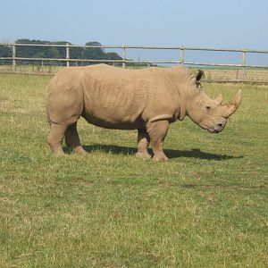 White Rhino
