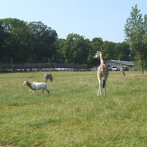 Rothschild`s Giraffe,Grevy`s Zebra and Scimitar-horned Oryx
