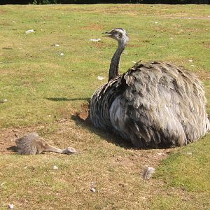 Greater Rhea and chick