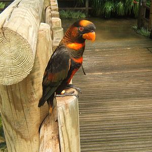 Dusky Lory
