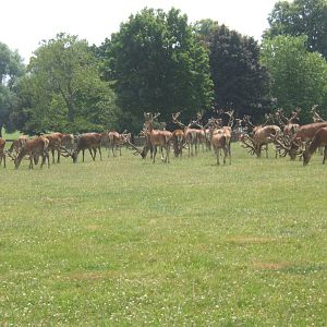 View of Red Deer in deer park
