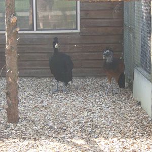 Greater Curassow