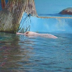 Injured humpback dolphin, June 2013