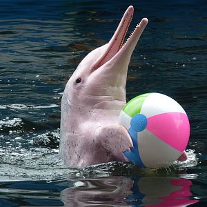 Humpback dolphin with ball, June 2013