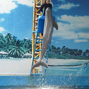 Irrawaddy dolphin, June 2013