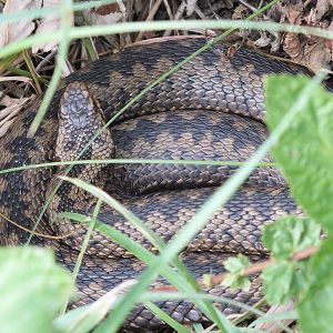 European Adder (Vipera berus berus) on the Pennine Way, Northumberland - Ju