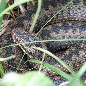 European Adder (Vipera berus berus) on the Pennine Way, Northumberland - Ju