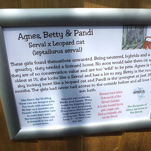 Savannah Cat Signage at Gentleshaw Wildlife