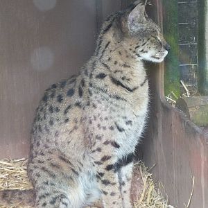 Savannah Cat (Leptailurus serval x Felis sylvestris) at Gentleshaw Wildlife