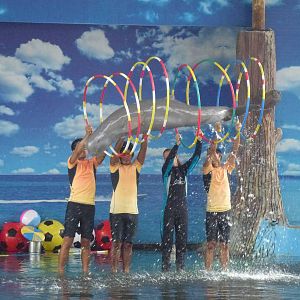 Irrawaddy dolphin jump, June 2013
