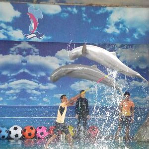 Irrawaddy dolphins leaping, June 2013