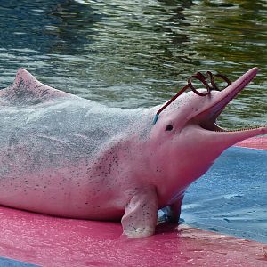 Humpback dolphin wearing glasses, June 2013