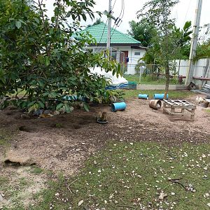 Rabbit enclosure, June 2013