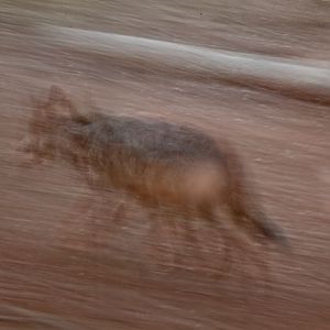 mexican wolf on the move