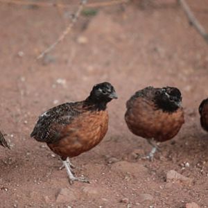 masked bobwhite quail