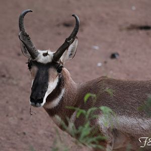 pronghorn portrait