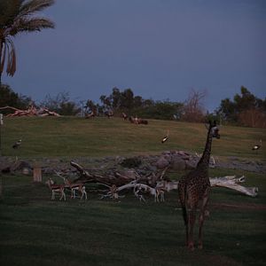 savanna animals at dusk
