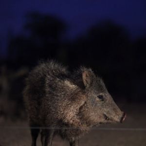 javelina at night