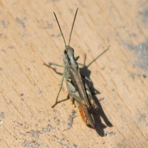 Grasshopper ID needed