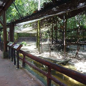 Malaysian lowland rainforest, May 2013