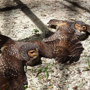 Spotted wood owls, May 2013