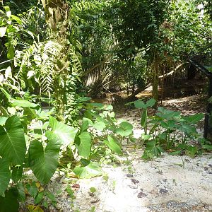 Tomistoma enclosure, May 2013