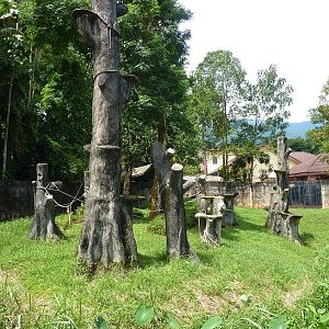 Orangutan/Leopard cat enclosure, May 2013