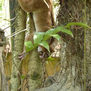 Slow loris, May 2013