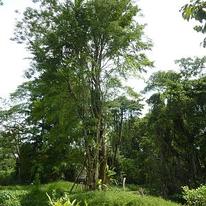 Gibbon island, May 2013