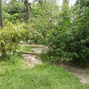 Saltwater crocodile enclosure, May 2013