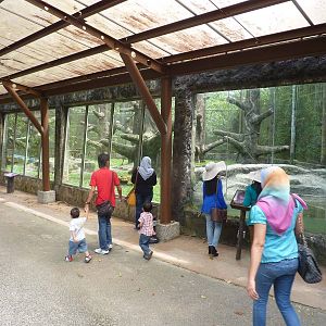 Stump-tailed macaque enclosure, May 2013