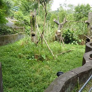 Binturong enclosure, May 2013