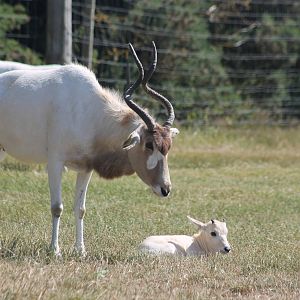 Addax calf West Midlands Safari Park 2013