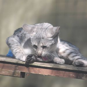 female Savannah Cat Gentleshaw 2013