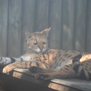 female Savannah Cat Gentleshaw 2013