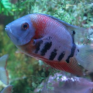 unidentified cichlid Blackpool Sealife 2013