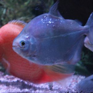 unidentified characin Blackpool Sealife 2013