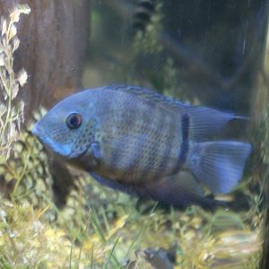 unidentified cichlid Blackpool Sealife 2013