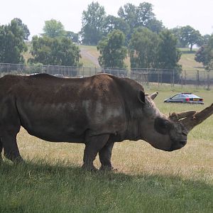 White Rhinoceros 2013