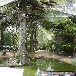 Malaysian riverine forest, May 2013