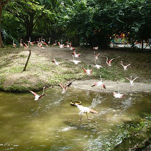 Flamingo pool, May 2013